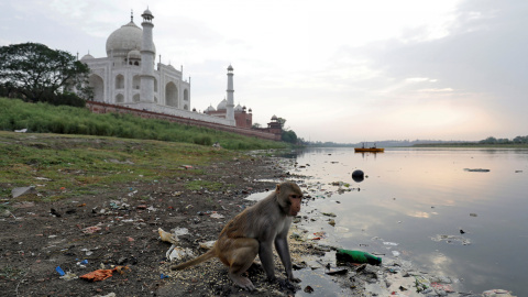 Un mono salvaje busca comida cerca del Taj Mahal | Saumya Khandelwal / Reuters Un mono salvaje busca comida cerca del Taj Mahal | Saumya Khandelwal / Reuters