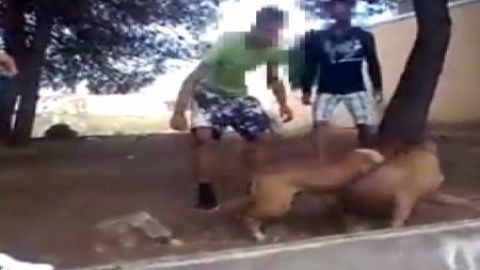 Un vídeo destapa una mafia que organizaba peleas de perros en Alzira Un vídeo destapa una mafia que organizaba peleas de perros en Alzira