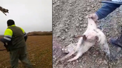 Maltrato animal de un cazador a un zorro Maltrato animal de un cazador a un zorro