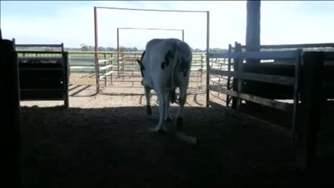 La vaca gigante de Australia La vaca gigante de Australia