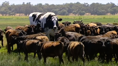 La vaca Knickers mide el doble que sus compañeras en una granja australiana. La vaca Knickers mide el doble que sus compañeras en una granja australiana.