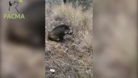 Cazador intenta matar a pedradas a una jabali herida para ahorrarse otra bala Cazador intenta matar a pedradas a una jabali herida para ahorrarse otra bala