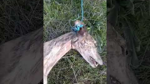 4. Un galgo hallado muerto tras ser visiblemente ahorcado. El animal fue encontrado aún con la soga al cuello. 4. Un galgo hallado muerto tras ser visiblemente ahorcado. El animal fue encontrado aún con la soga al cuello.