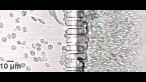 Functional microengineered model of the human splenon-on-a-chip