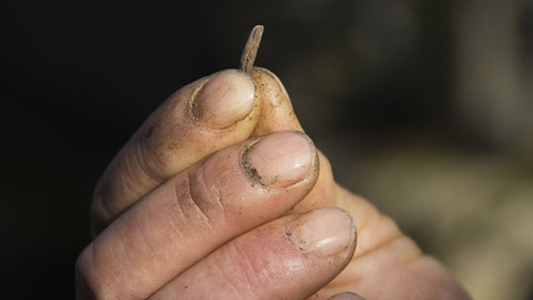 El cornezuelo, hongo del centeno, da nombre al documental 'O Dentón'. / ILLA BUFARDA El cornezuelo, hongo del centeno, da nombre al documental 'O Dentón'. / ILLA BUFARDA
