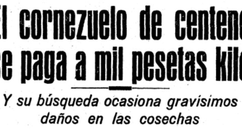 Noticia de la época sobre el precio del kilo de cornezuelo de centeno. / ILLA BUFARDA Noticia de la época sobre el precio del kilo de cornezuelo de centeno. / ILLA BUFARDA