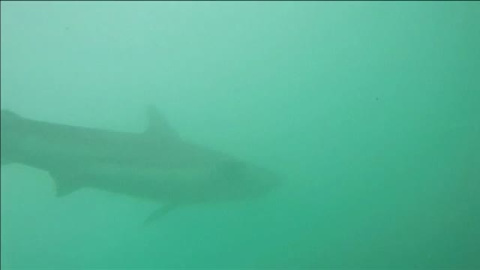 Decenas de tiburones llegan a las costas de Israel Decenas de tiburones llegan a las costas de Israel