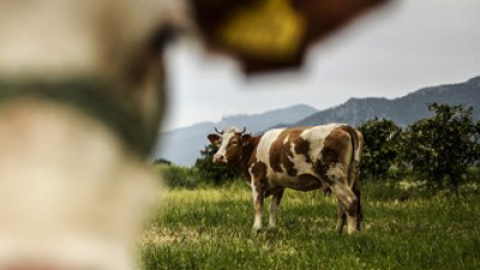 Vacas. AFP Vacas. AFP