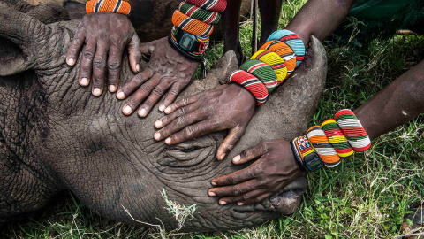 Un grupo de jóvenes guerreros Samburu ven un rinoceronte por primera vez en sus vidas. La mayoría de las personas en Kenia nunca tienen la oportunidad de ver la fauna que existe literalmente en su propio patio trasero. La fotografía ganó el segundo pr