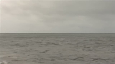 Preocupación ante la explosión de ballenas varadas en Nueva Zelanda Preocupación ante la explosión de ballenas varadas en Nueva Zelanda