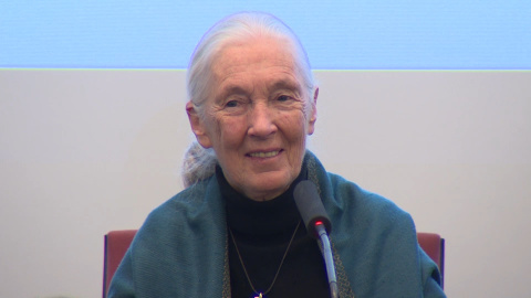 La primatóloga Jane Goodall, investida doctora honoris causa por la UCM La primatóloga Jane Goodall, investida doctora honoris causa por la UCM