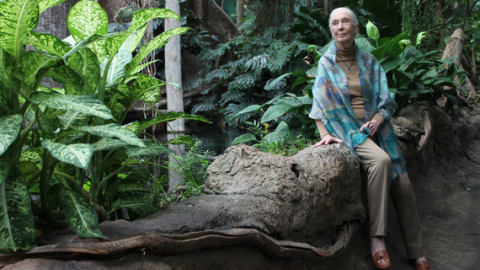 Jane Goodall en barcelona. / Núria Jar, SINC Jane Goodall en barcelona. / Núria Jar, SINC