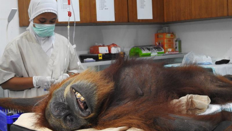 Médicos operan a una orangutana para extraerle los 74 perdigones de una escopeta de aire comprimido./EFE Médicos operan a una orangutana para extraerle los 74 perdigones de una escopeta de aire comprimido./EFE