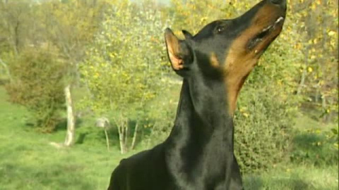 Prohibido cortar el rabo o las orejas a los perros Prohibido cortar el rabo o las orejas a los perros