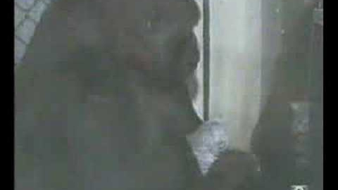 KOKO Y BOLITA KOKO Y BOLITA