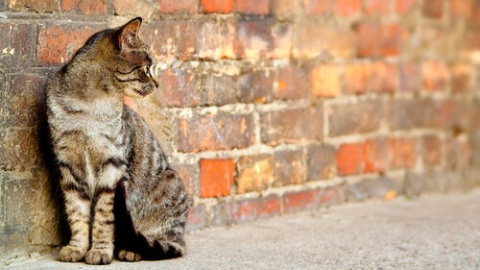 gato-calle.jpg