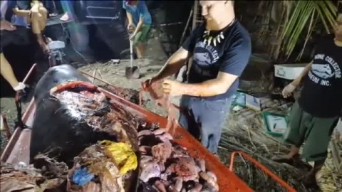 Hallan una ballena muerta en Filipinas con 40 kilos de plásticos en su interior Hallan una ballena muerta en Filipinas con 40 kilos de plásticos en su interior