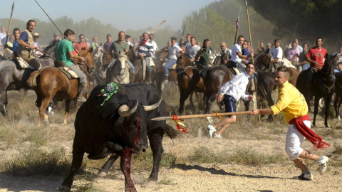 Espectaculo de El Toro de la Vega en Tordesillas. EFE Espectaculo de El Toro de la Vega en Tordesillas. EFE