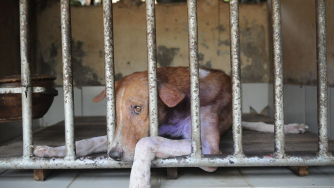 Imagen de la reconocida fotógrafa Jo-Anne McArthur. | Weanimals.org Imagen de la reconocida fotógrafa Jo-Anne McArthur. | Weanimals.org