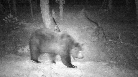 Un oso en el Pirineo Navarro, capturado con cámaras colocadas por el Gobierno Foral. / Gobierno de Navarra Un oso en el Pirineo Navarro, capturado con cámaras colocadas por el Gobierno Foral. / Gobierno de Navarra