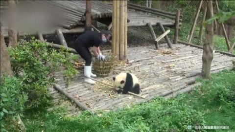 Un oso panda juguetón consigue su objetivo Un oso panda juguetón consigue su objetivo