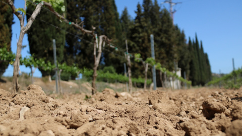 Detall de terra seca en una vinya Detall de terra seca en una vinya