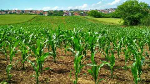 Campo de cultivo Campo de cultivo