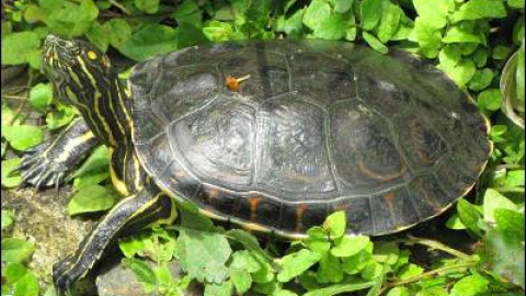 548af8dc4824b.jpg 548af8dc4824b.jpg