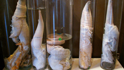 548c12cc0e178.jpg 548c12cc0e178.jpg