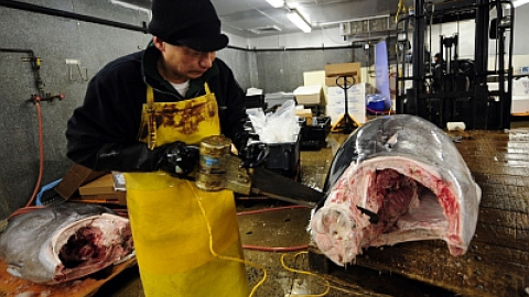 548bf0b559d52.jpg 548bf0b559d52.jpg