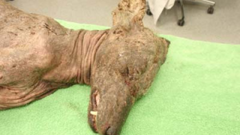 548bcc8af180a.jpg 548bcc8af180a.jpg