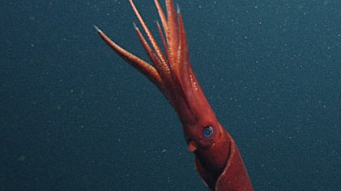 548c55f068c60.jpg 548c55f068c60.jpg