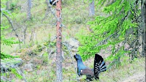 548d45efd2790.jpg 548d45efd2790.jpg