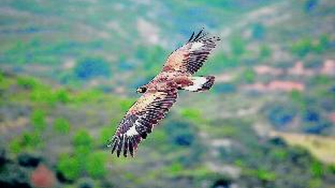 548cb5507acea.jpg 548cb5507acea.jpg