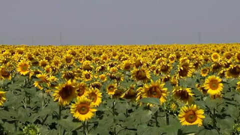 Los girasoles de Carmona se ponen de moda entre los japoneses Los girasoles de Carmona se ponen de moda entre los japoneses