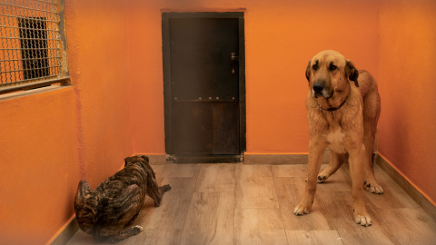 Un mastín y un galgo miran desde su chenil. Son dos razas que, por el uso cinegético o de pastoreo, quedan excluidos de la nueva Ley de Protección Animal. Un mastín y un galgo miran desde su chenil. Son dos razas que, por el uso cinegético o de pastoreo, quedan excluidos de la nueva Ley de Protección Animal.