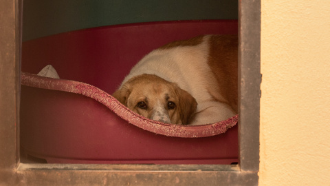 Un mastín observa desde su refugio sin salir al exterior por miedo al ser humano. Un mastín observa desde su refugio sin salir al exterior por miedo al ser humano.