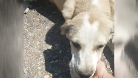 Rescatan a un cachorro abandonado y atado al guardarraíl de una carretera Rescatan a un cachorro abandonado y atado al guardarraíl de una carretera
