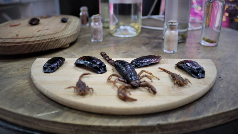 Escorpiones - SINC Escorpiones - SINC