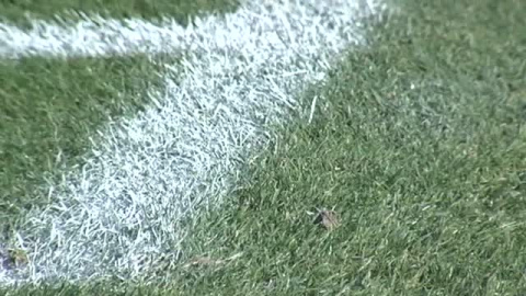 La Liga confirma que el césped del Coliseum estaba alto La Liga confirma que el césped del Coliseum estaba alto