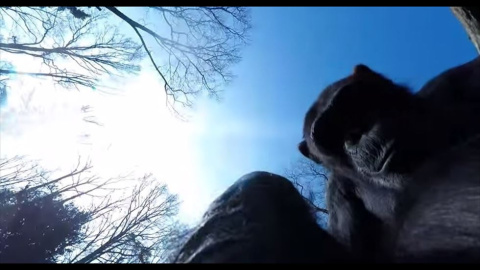 Un chimpancé derriba con un palo al drone que lo espiaba Un chimpancé derriba con un palo al drone que lo espiaba