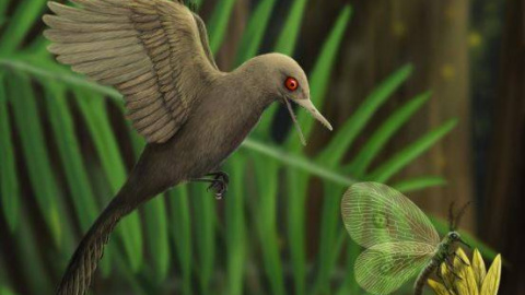 Representación artística del pájaro-dinosaurio que vivió hace 99 millones de años. / HAN Zhixin Representación artística del pájaro-dinosaurio que vivió hace 99 millones de años. / HAN Zhixin