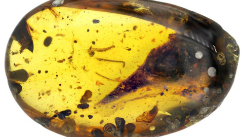 Pieza de ámbar con el cráneo de Oculudentavis khaungraae excepcionalmente bien conservado. / Lida XING Pieza de ámbar con el cráneo de Oculudentavis khaungraae excepcionalmente bien conservado. / Lida XING