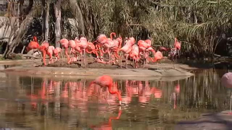 Barcelona aprueba la reforma conservacionista del zoo Barcelona aprueba la reforma conservacionista del zoo