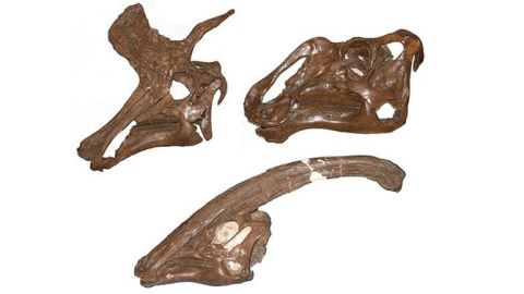 Cráneo de tres especies de hadrosáuridos: Lambeosaurus lambei (parte superior izquierda), Gryposaurus notabilis (superior derecha) y Parasaurolophus walkeri (inferior). / Albert Prieto-Márquez-ICP
