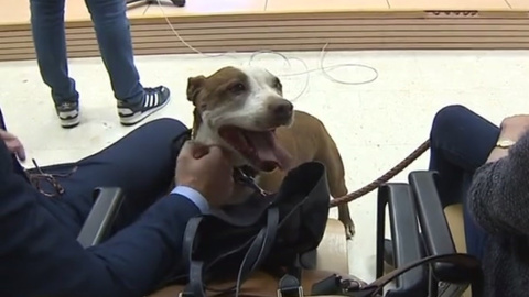 08/05/2019 - La perra Milagros durante el juicio contra su antiguo dueño por maltrato animal. / RTVC 08/05/2019 - La perra Milagros durante el juicio contra su antiguo dueño por maltrato animal. / RTVC
