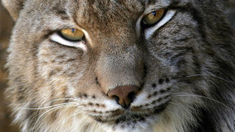 lince