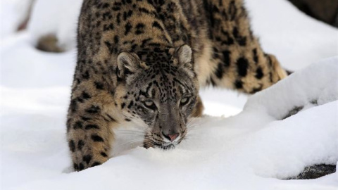 Leopardo de las nieves