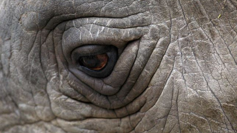 Rinoceronte blanco del norte