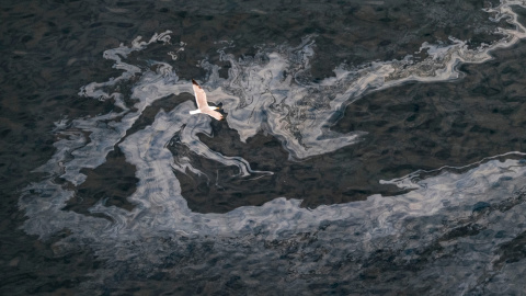 Restos del fuel en la playa de Veneguera. PEDRO ARMESTRE (GREENPEACE)